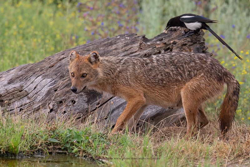 Golden Jackal - Canis aureus