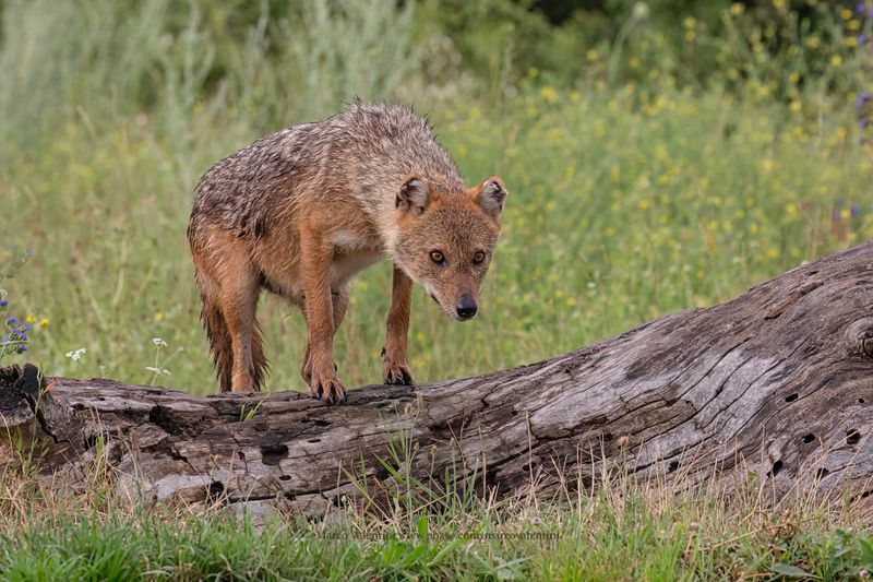 Golden Jackal - Canis aureus