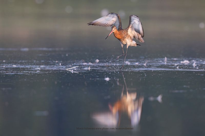 Black-tailed godwit - Limosa limosa