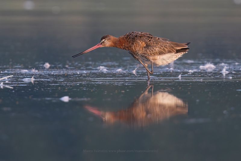 Black-tailed godwit - Limosa limosa