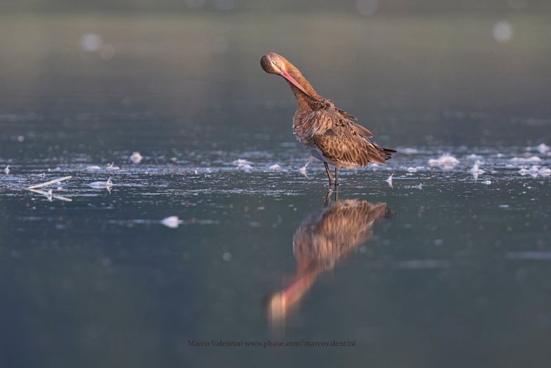 Black-tailed godwit - Limosa limosa