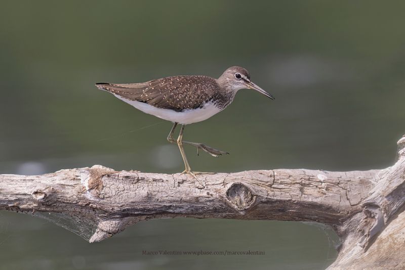 Green Sandpiper - Tringa ochropus