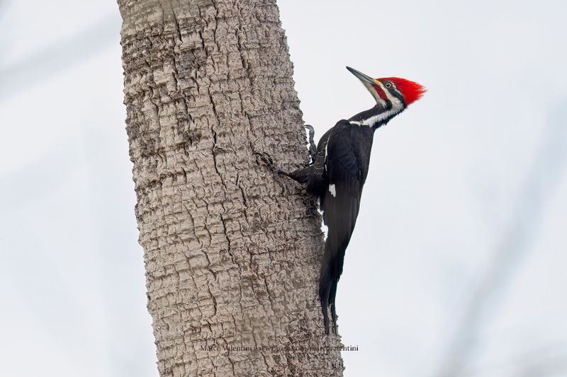 Pileated Woodpecker - Dryocopus pileatus