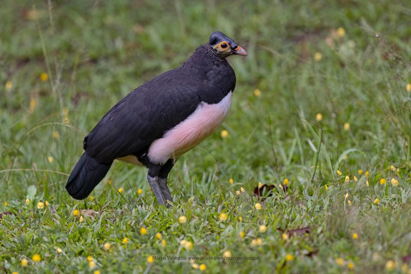 Wallacea 2023 - Birds
