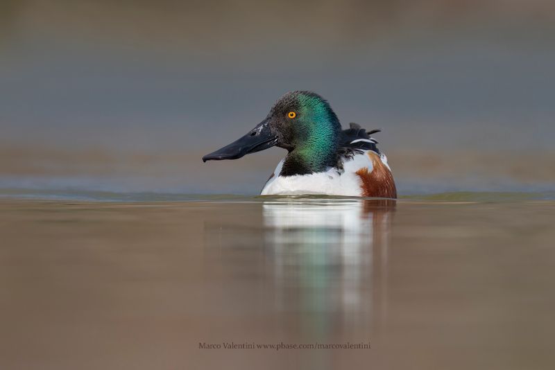 Northern Shoveler - Spatula clypeata