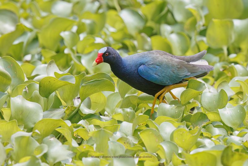 Purple gallinule - Porphyrula martinica