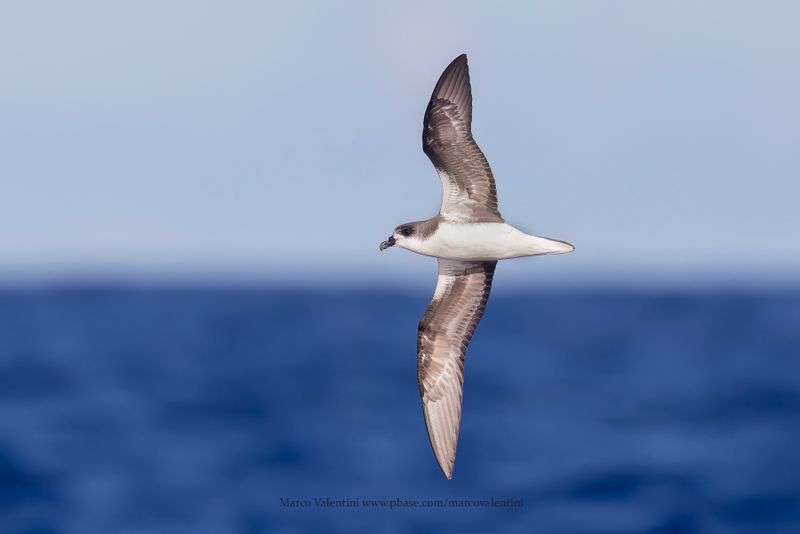 Madeira 2024 Birds