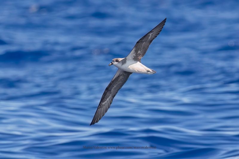 Fea's Petrel - Pterodroma feae