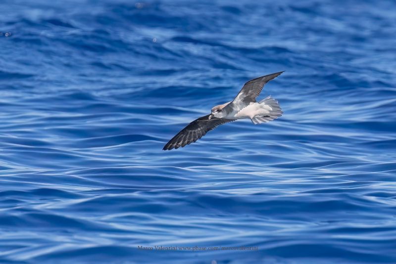 Fea's Petrel - Pterodroma feae