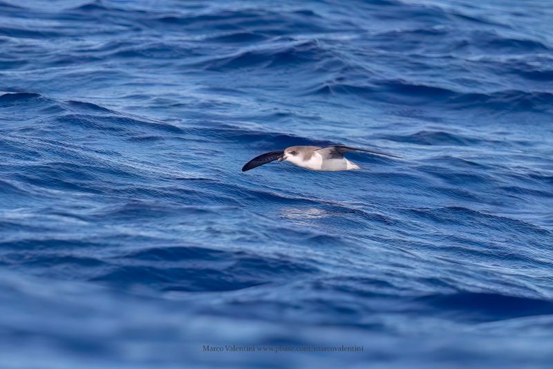 Zino's Petrel - Pterodroma madeira