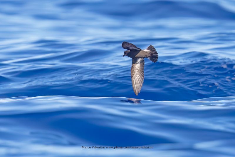 European Storm-petrel - Hydrobates pelagicus