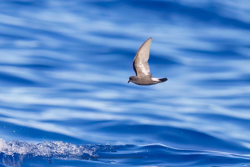 European Storm-petrel - Hydrobates pelagicus