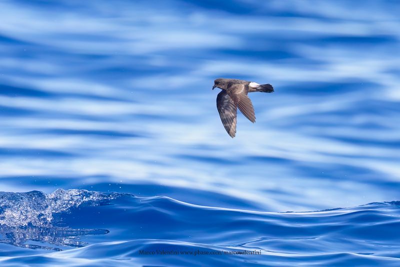 European Storm-petrel - Hydrobates pelagicus