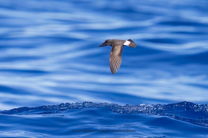 European Storm-petrel - Hydrobates pelagicus