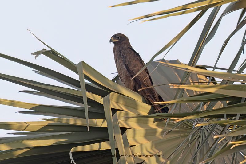 Wahlberg's Eagle - Hieraaetus wahlbergi