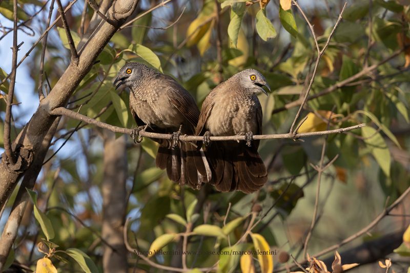 Brown Babbler - Turdoides plebejus