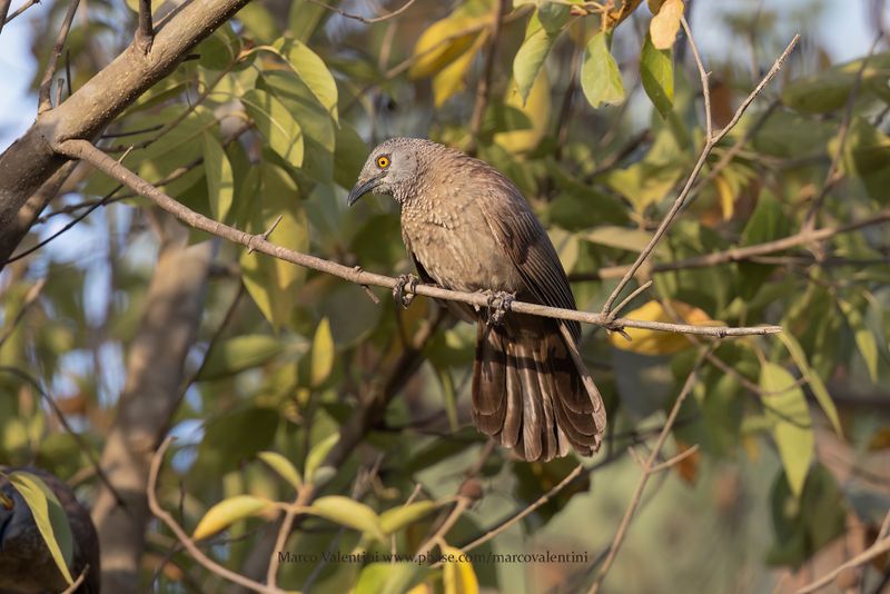 Brown Babbler - Turdoides plebejus