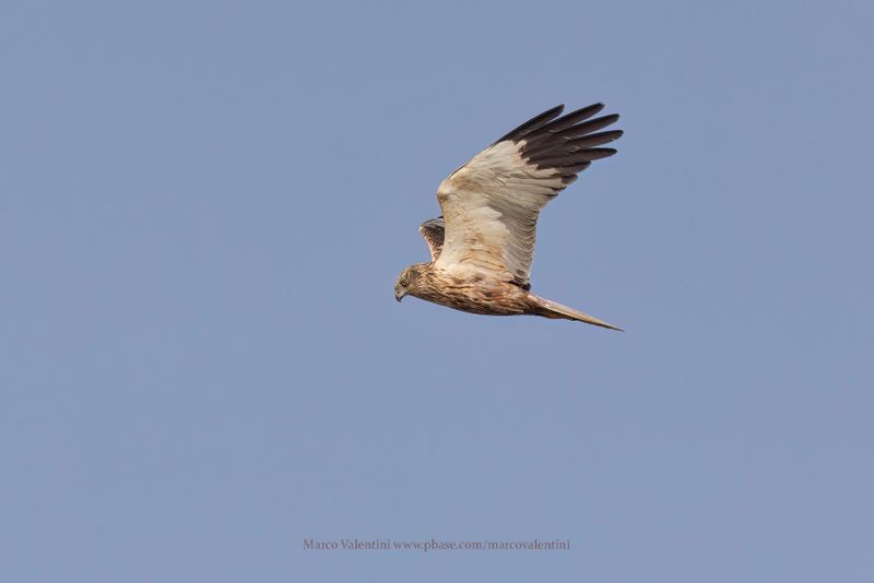 Marsh Harrier - Circus aeroginous
