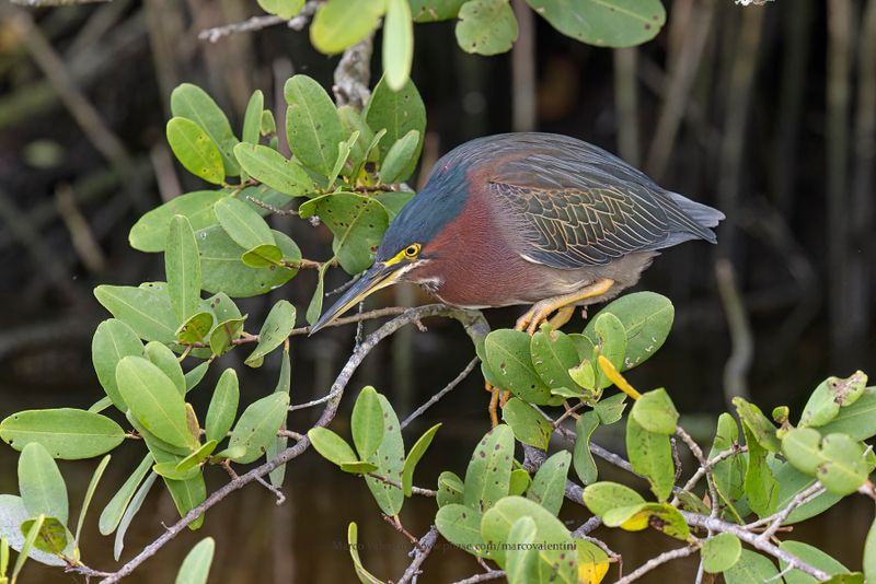 Green Heron - Butorides virescens