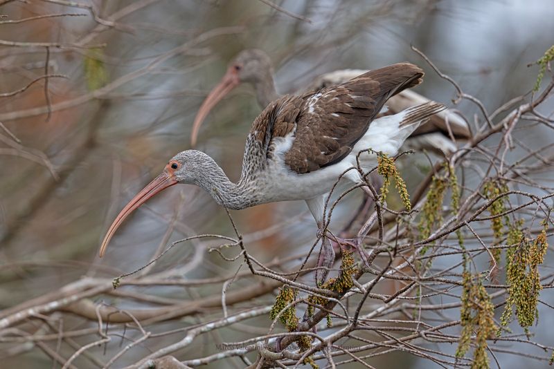 Florida 2024 Birds