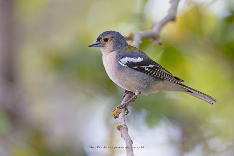 Madeira Chaffinch - Fringilla madeirensis