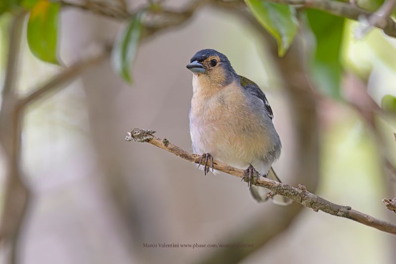 Madeira Chaffinch - Fringilla madeirensis