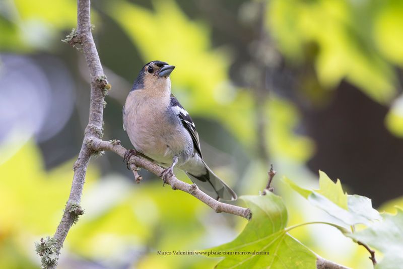 Madeira Chaffinch - Fringilla madeirensis