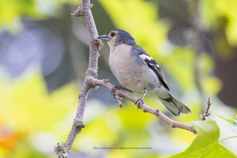 Madeira Chaffinch - Fringilla madeirensis