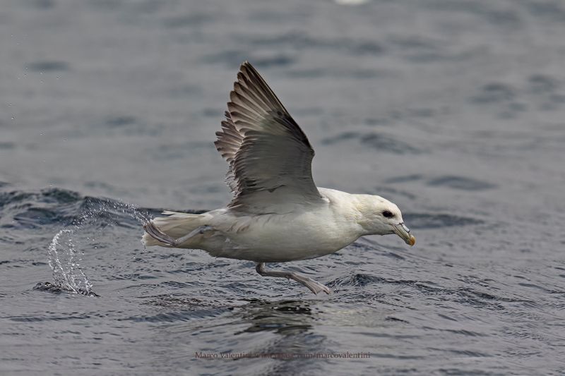 Northern fulmar - Fulmarus glacialis