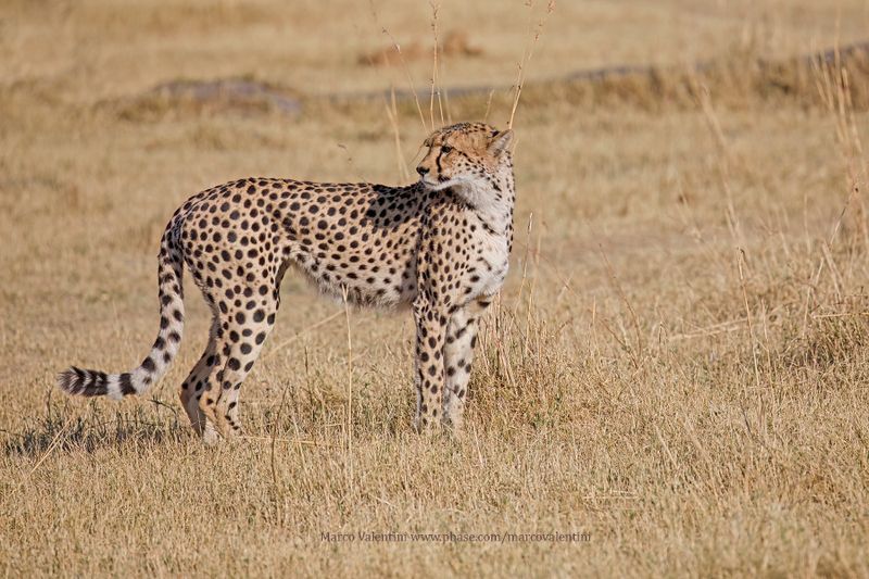 Chetaah - Acinonyx jubatus