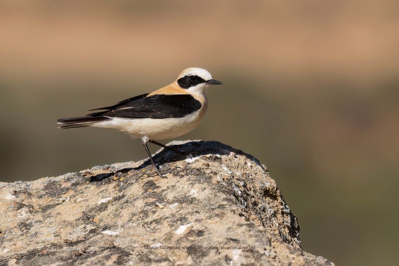 Western Black-eared Wheatear - Oenanthe hispanica