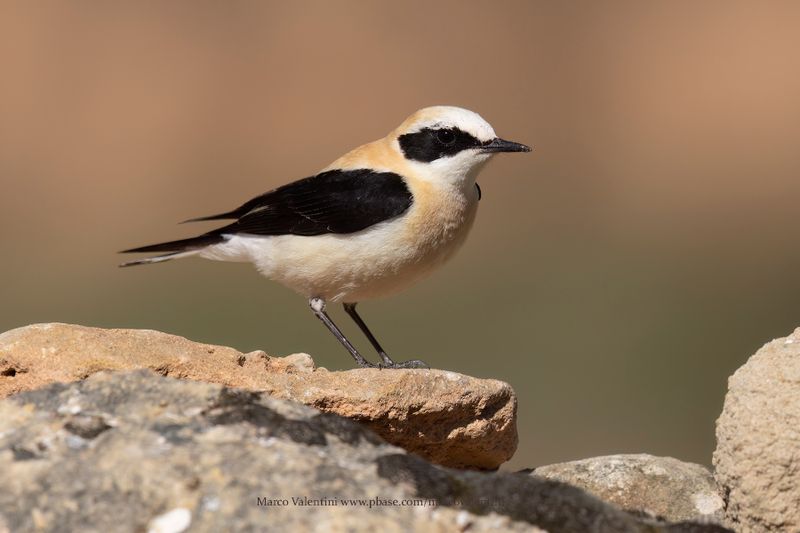 Western Black-eared Wheatear - Oenanthe hispanica