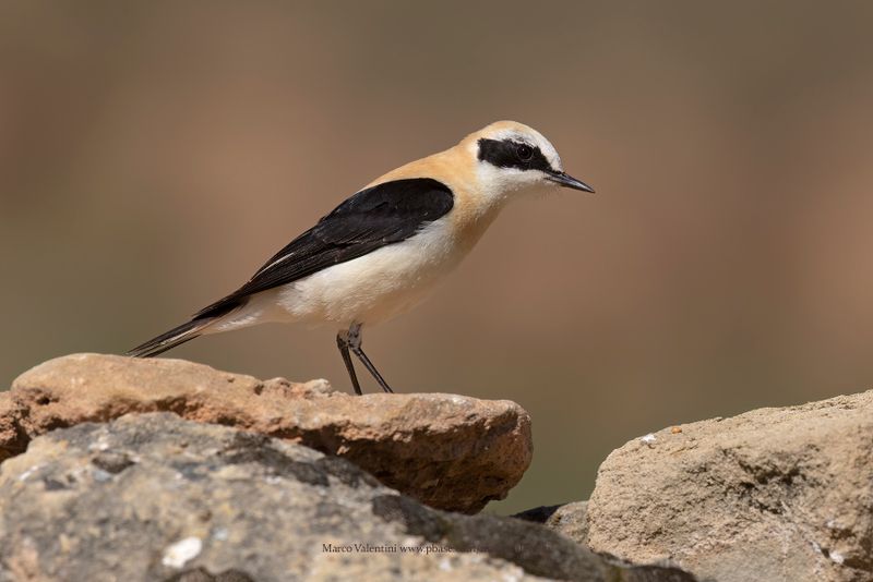 Western Black-eared Wheatear - Oenanthe hispanica