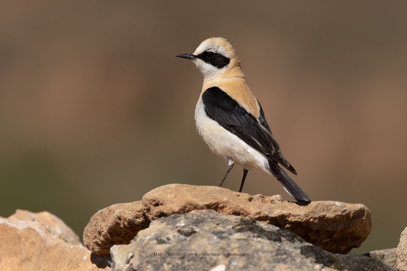 Western Black-eared Wheatear - Oenanthe hispanica