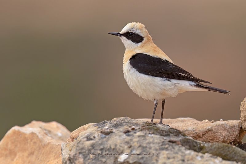 Western Black-eared Wheatear - Oenanthe hispanica