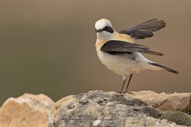 Western Black-eared Wheatear - Oenanthe hispanica