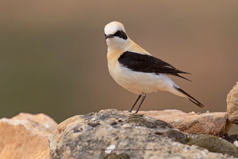 Western Black-eared Wheatear - Oenanthe hispanica