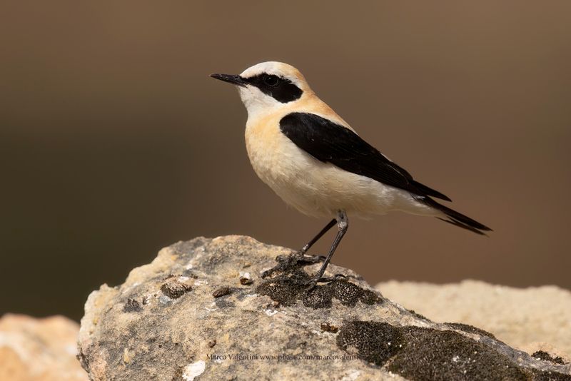 Western Black-eared Wheatear - Oenanthe hispanica