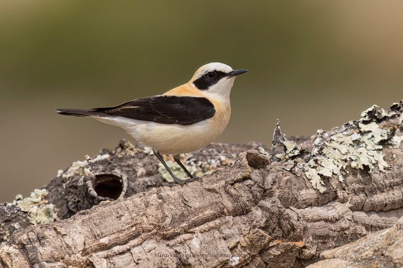 Western Black-eared Wheatear - Oenanthe hispanica