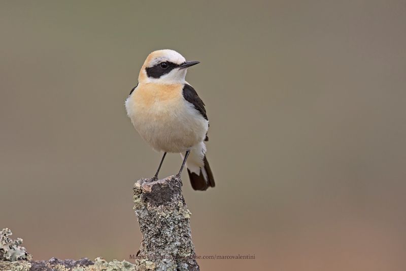 Western Black-eared Wheatear - Oenanthe hispanica