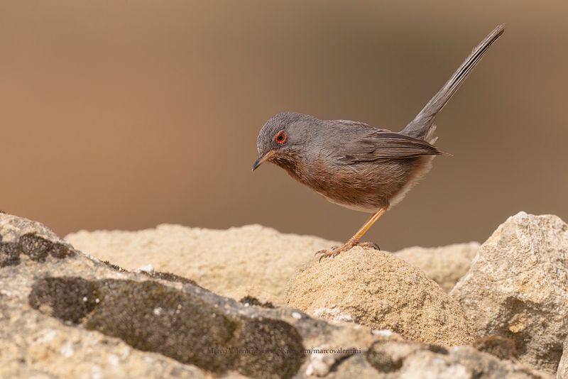 Dartford Warbler - Sylvia undata