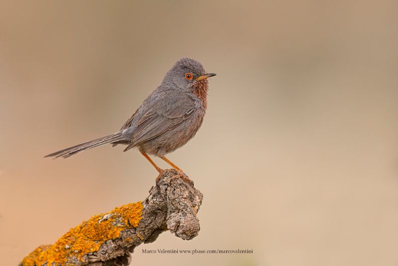 Dartford Warbler - Sylvia undata