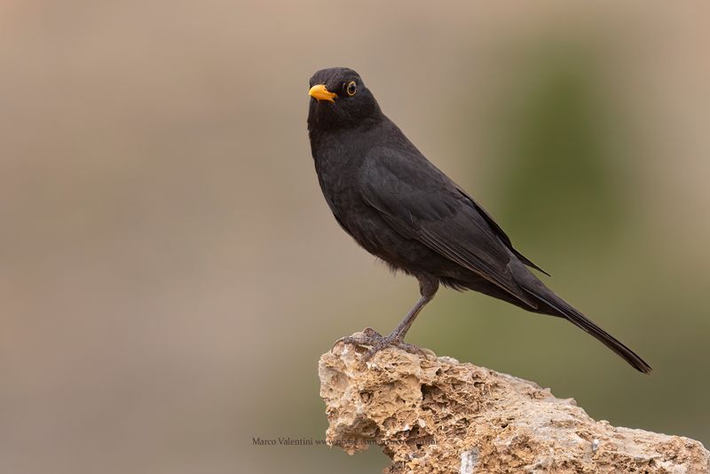 Blackbird - Turdus merula