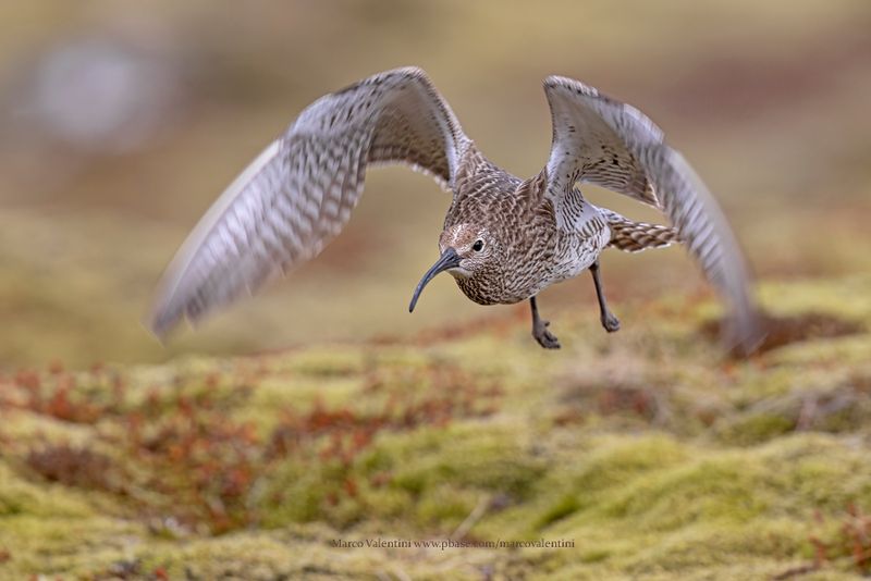 Whimbrel - Numenius phaeopus