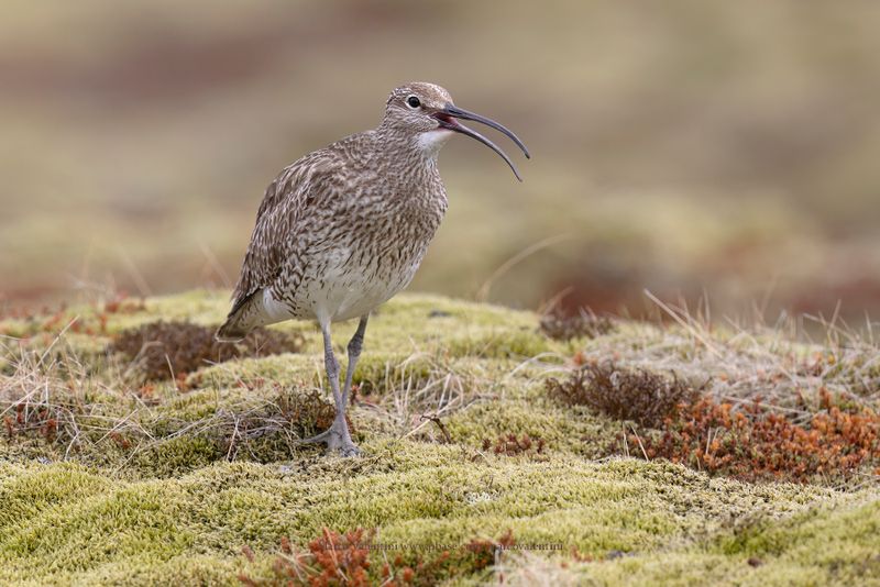 Whimbrel - Numenius phaeopus