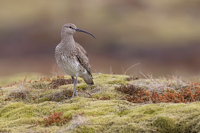 Whimbrel - Numenius phaeopus