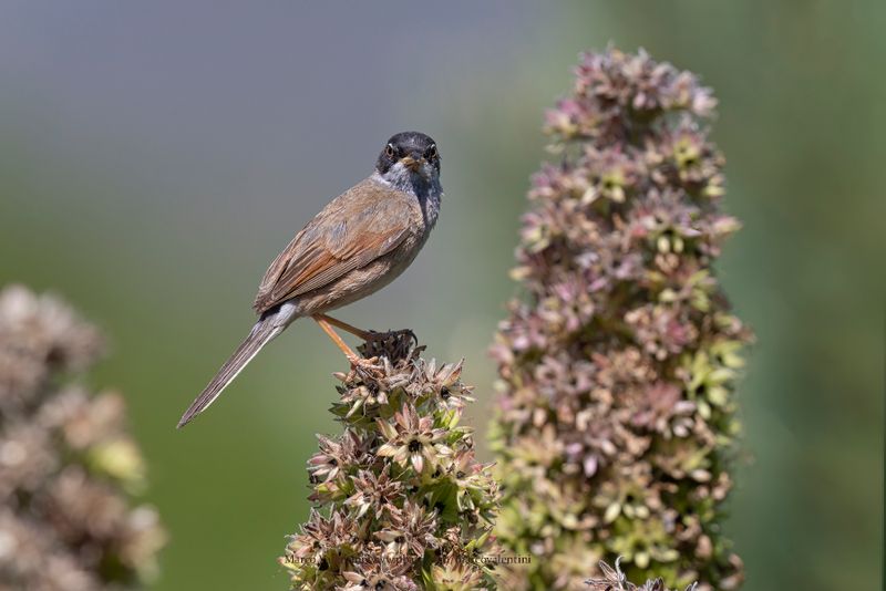 Spectacled warbler - Sylvia conspicillata