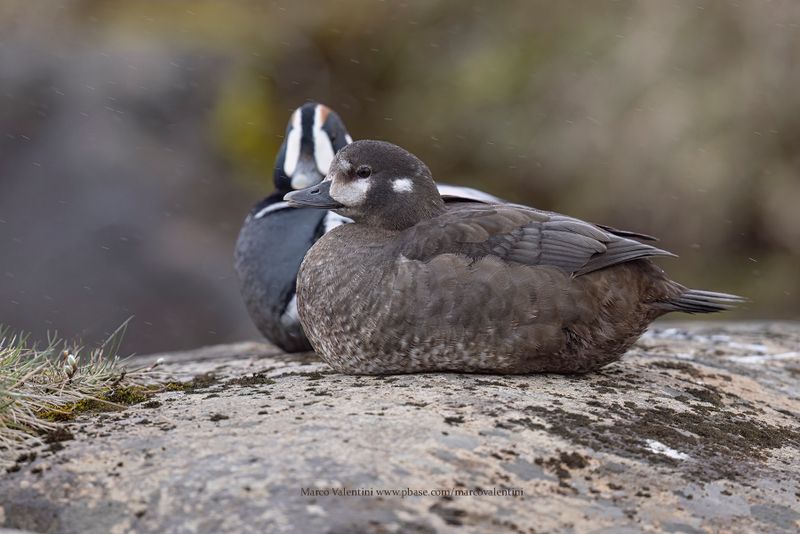 Harlequin duck - Histrionicus histrionicus