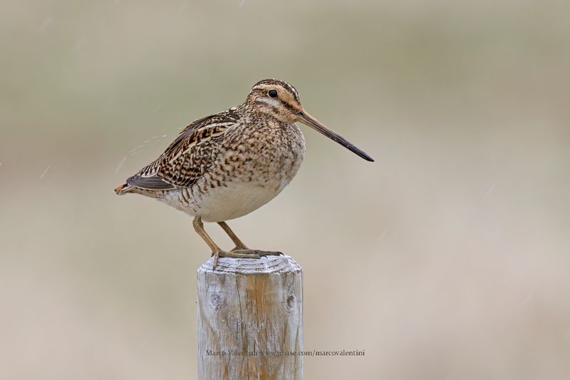 Common snipe - Gallinago gallinago