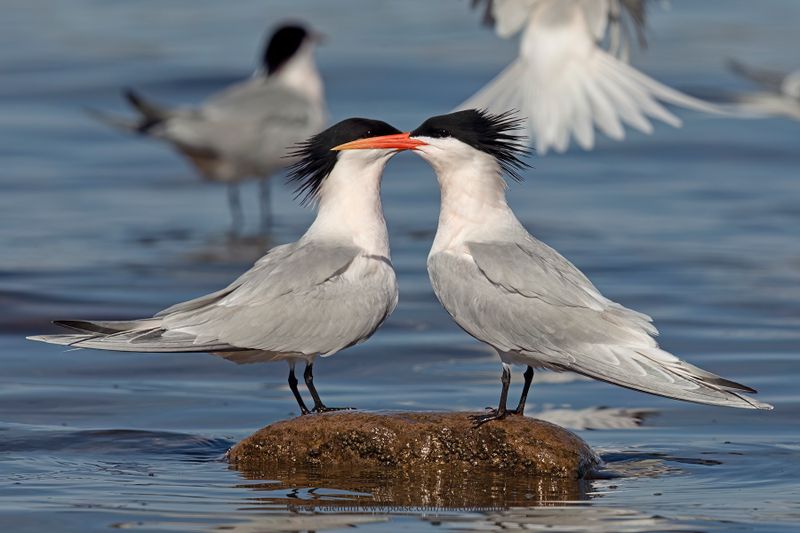 Elegant Tern- Thalasseus elegans